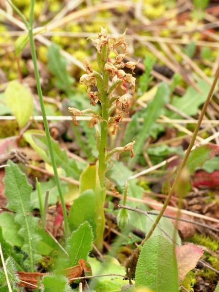 Neotinea conica  - Ramon Calvet i Falgueras