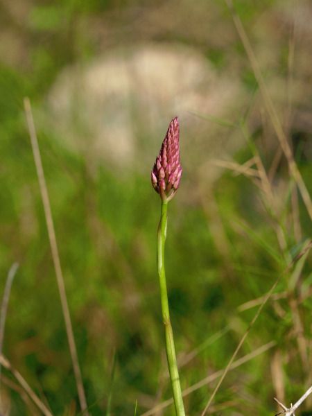 Anacamptis pyramidalis  - Ramon Calvet i Falgueras