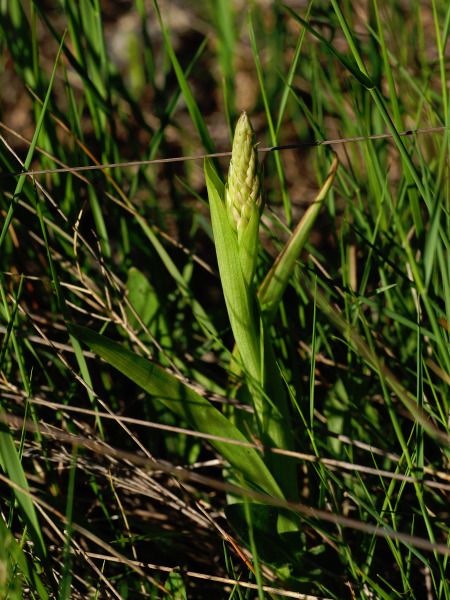 Anacamptis pyramidalis  - Ramon Calvet i Falgueras