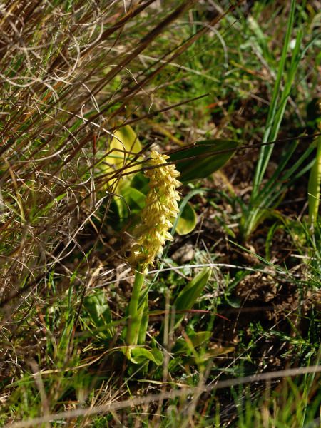 Orchis anthropophora  - Ramon Calvet i Falgueras