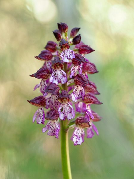 Orchis purpurea  - Ramon Calvet i Falgueras