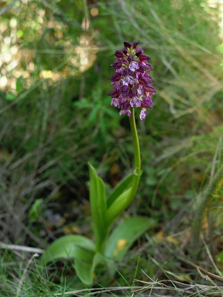 Orchis purpurea  - Ramon Calvet i Falgueras