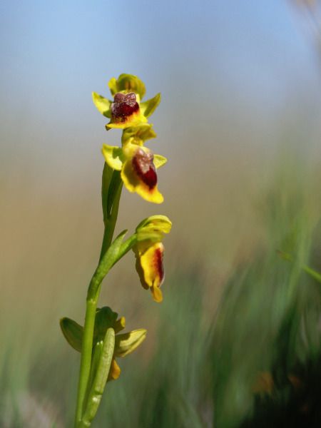 Ophrys lutea  - Ramon Calvet i Falgueras