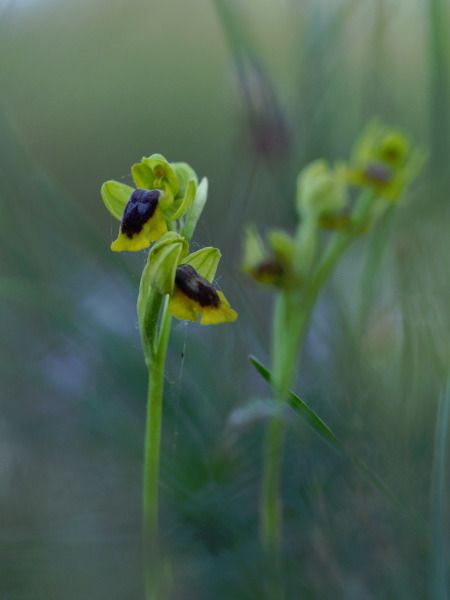 Ophrys lutea  - Ramon Calvet i Falgueras