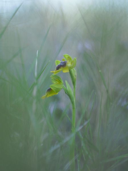 Ophrys lutea  - Ramon Calvet i Falgueras