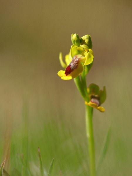 Ophrys lutea  - Ramon Calvet i Falgueras