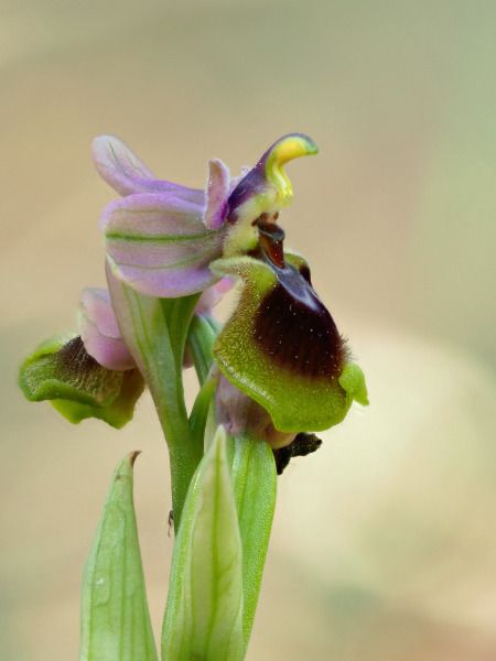 Ophrys tenthredinifera  - Ramon Calvet i Falgueras
