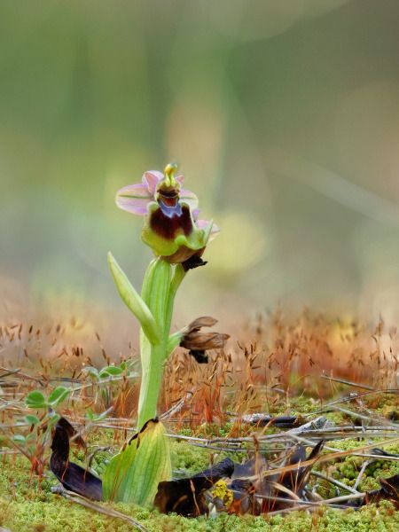Ophrys tenthredinifera  - Ramon Calvet i Falgueras