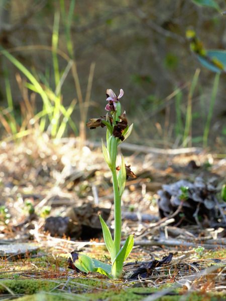 Ophrys tenthredinifera  - Ramon Calvet i Falgueras