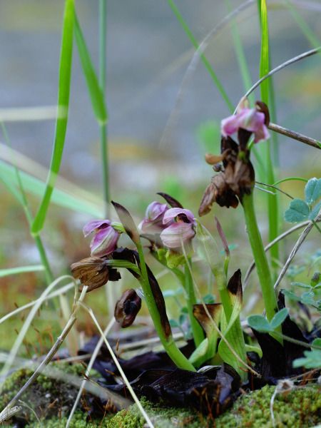 Ophrys tenthredinifera  - Ramon Calvet i Falgueras
