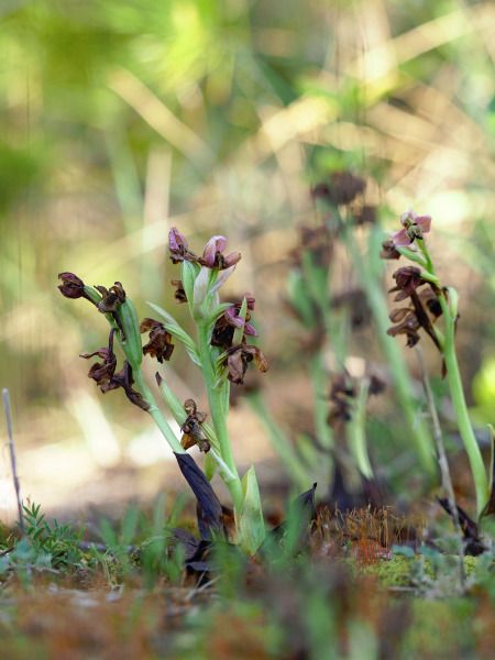 Ophrys tenthredinifera  - Ramon Calvet i Falgueras