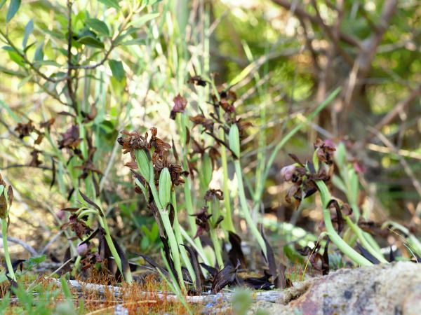 Ophrys tenthredinifera  - Ramon Calvet i Falgueras