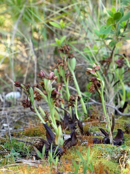 Ophrys tenthredinifera  - Ramon Calvet i Falgueras