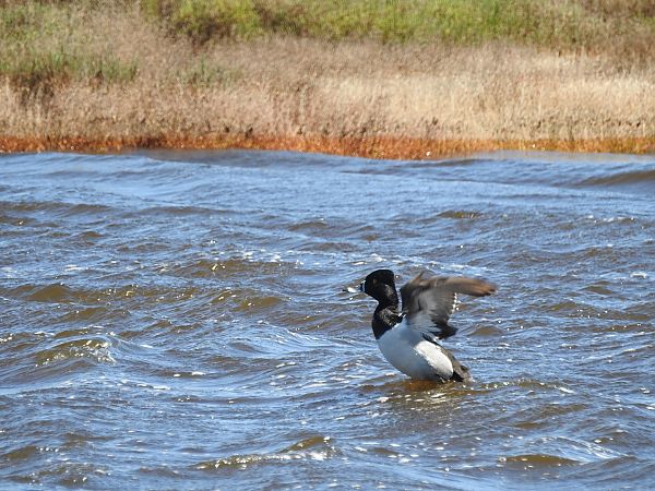 Morell de collar  - Stefan Allmann