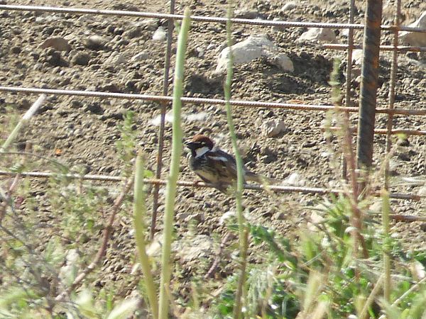 Pardal de passa  - Martí Gonzàlez