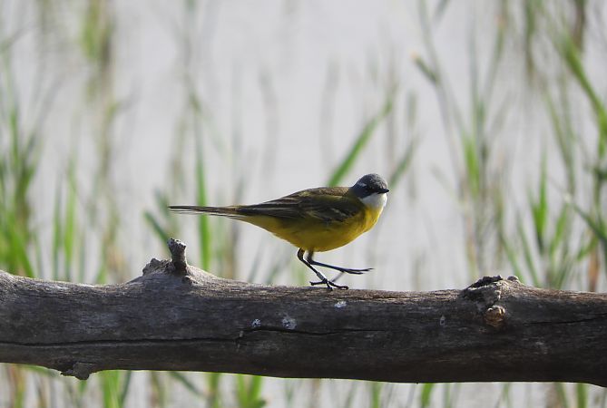 Cuereta groga ibèrica  - Martí Gonzàlez
