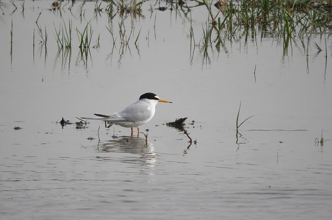 Xatrac menut  - Martí Gonzàlez