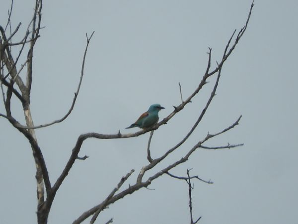 Gaig blau  - Martí Gonzàlez