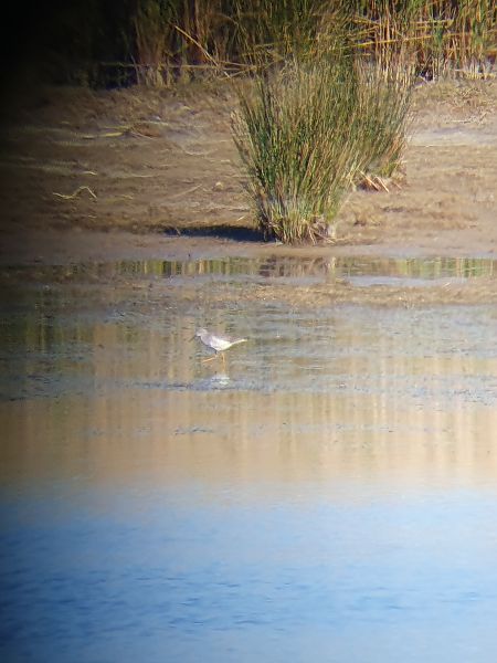 Gamba groga petita  - Miguel Angel Benedicto Calpe