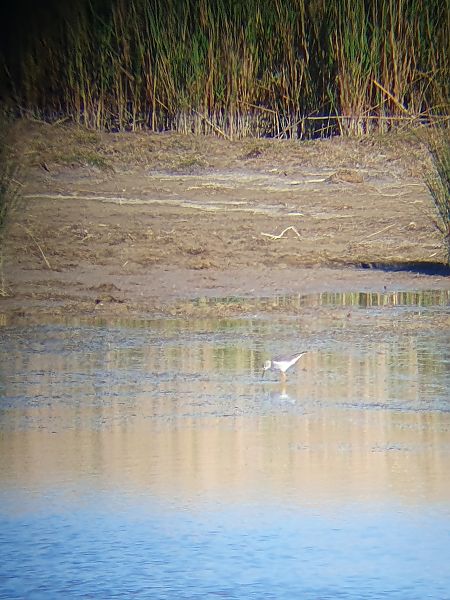 Gamba groga petita  - Miguel Angel Benedicto Calpe