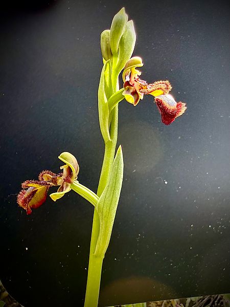 Ophrys speculum  - Toni Leiva Sanchez