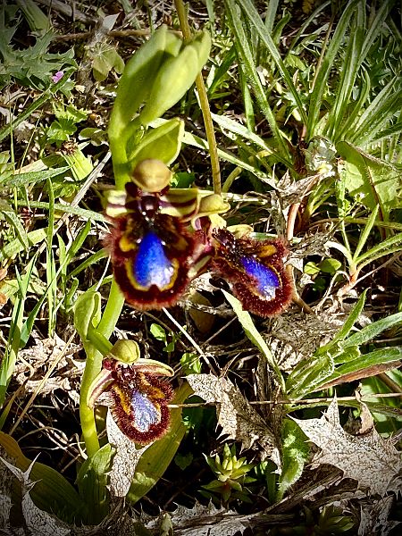Ophrys speculum  - Toni Leiva Sanchez