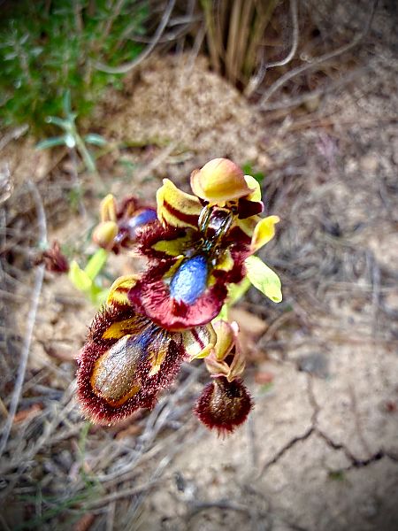 Ophrys speculum  - Toni Leiva Sanchez