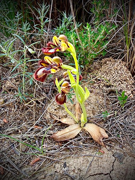 Ophrys speculum  - Toni Leiva Sanchez