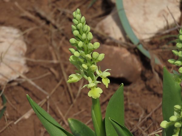 Orchis pallens  - Pablo Pascual