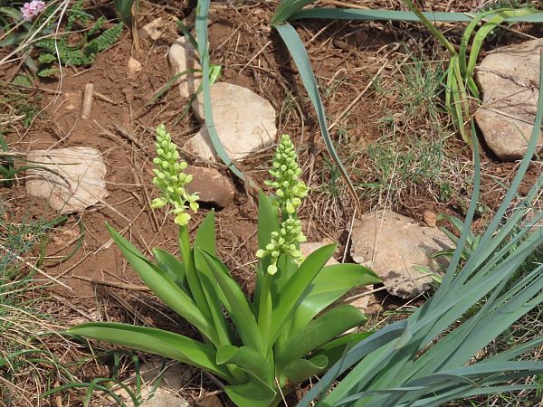 Orchis pallens  - Pablo Pascual