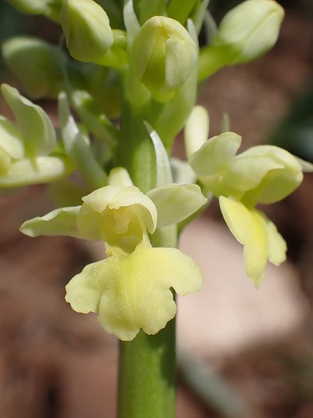 Orchis pallens  - Pablo Pascual