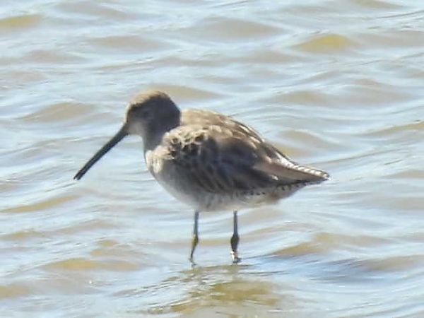 Tetolet becllarg  - Francesc Rivero