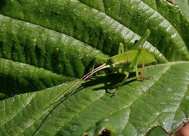 Barbitist d'arbust  - Jordi Castellet Figueras