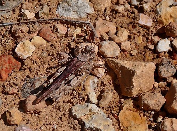 Llagosta d’ales vermelles  - Jordi Castellet Figueras
