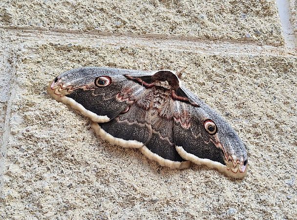 Saturnia pyri  - Jordi Castellet Figueras