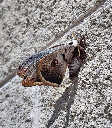 Saturnia pyri  - Jordi Castellet Figueras