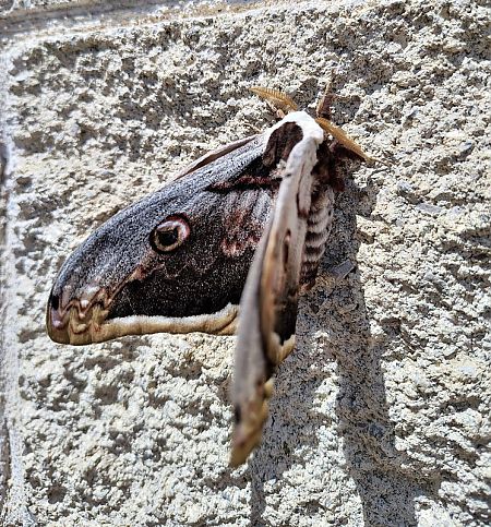Saturnia pyri  - Jordi Castellet Figueras