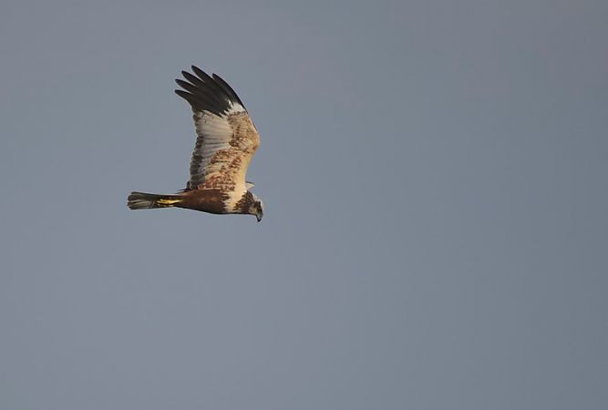 Arpella vulgar  - Jordi Castellet Figueras