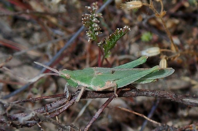 Llagosta cònica  - Jordi Castellet Figueras