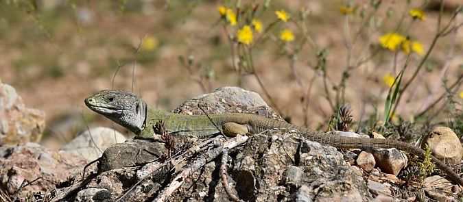 Llangardaix ocel·lat  - Jordi Castellet Figueras