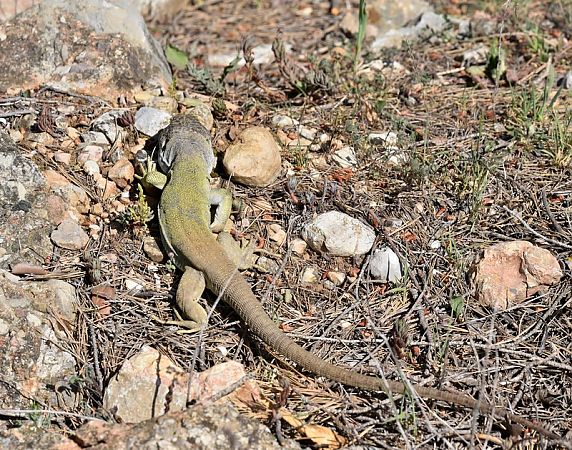 Llangardaix ocel·lat  - Jordi Castellet Figueras