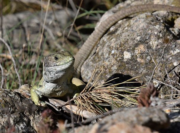 Llangardaix ocel·lat  - Jordi Castellet Figueras
