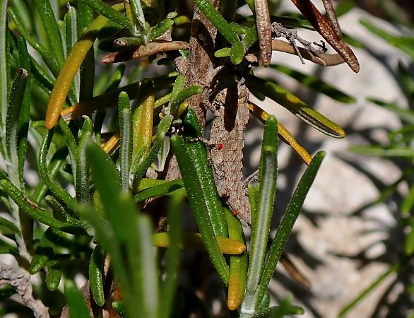Acinipe sp.  - Jordi Castellet Figueras