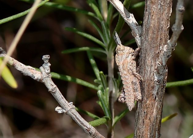 Acinipe sp.  - Jordi Castellet Figueras