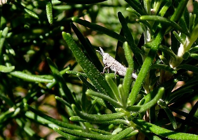 Acinipe sp.  - Jordi Castellet Figueras