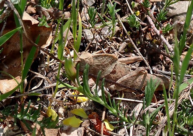Llagost-pedra dels Ports  - Jordi Castellet Figueras