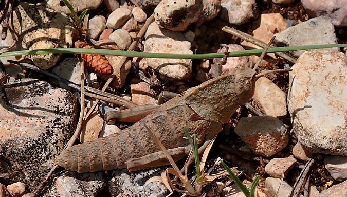 Llagost-pedra dels Ports  - Jordi Castellet Figueras