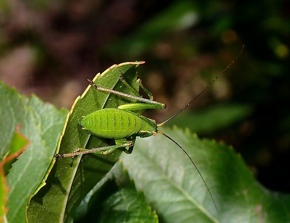 Barbitist d'arbust  - Jordi Castellet Figueras