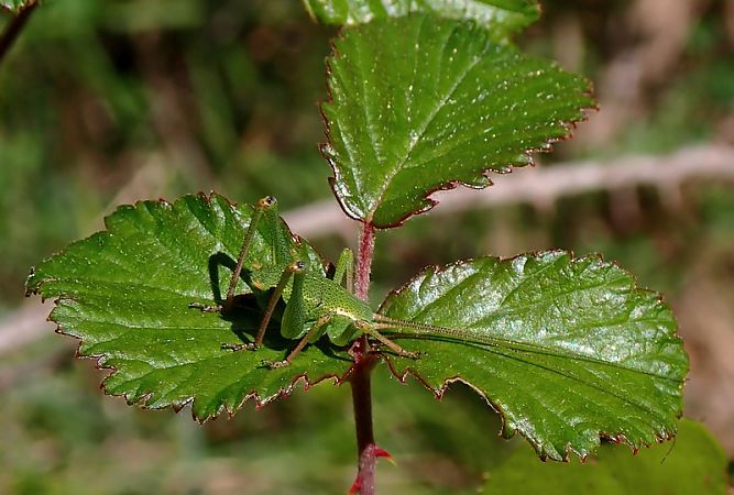 Barbitist d'arbust  - Jordi Castellet Figueras