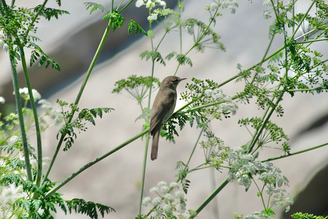 Phylloscopus no identificat  - Alex Gamiz